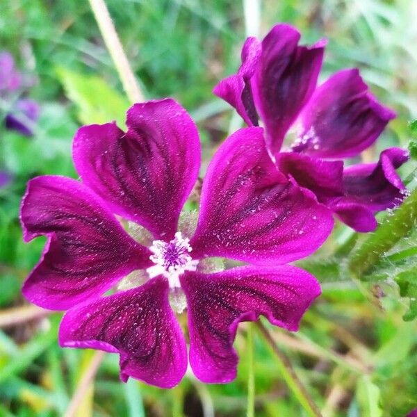 Malva arborea Cvet