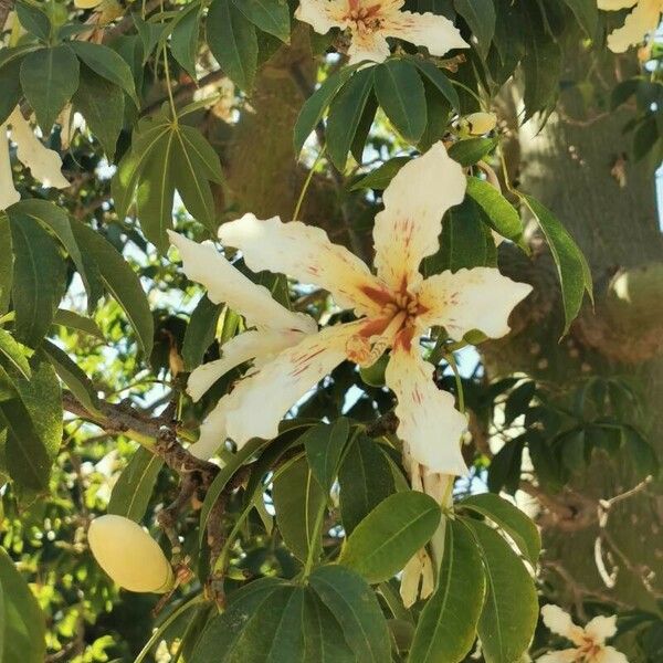 Ceiba speciosa फूल