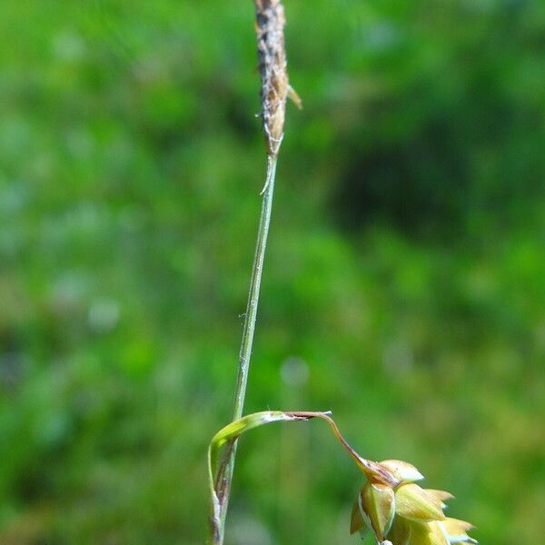 Carex limosa Floro