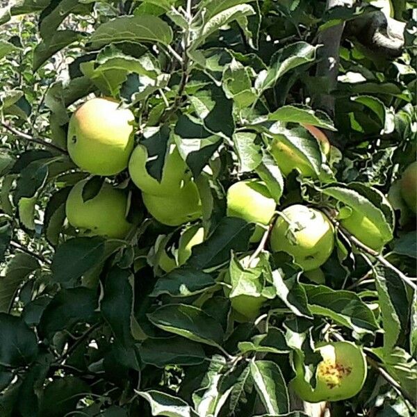 Malus domestica Fruit