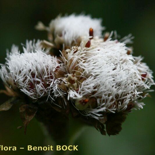 Antennaria carpatica Fruit