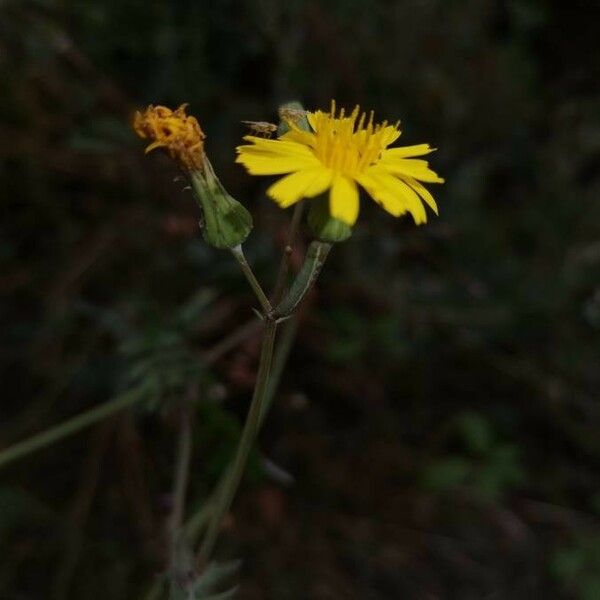 Sonchus maritimus Kwiat