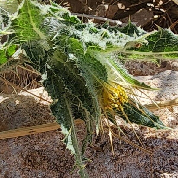 Centaurea benedicta ᱵᱟᱦᱟ