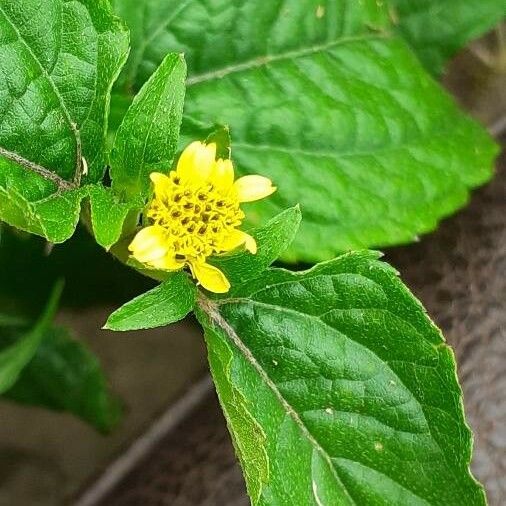 Calyptocarpus vialis পাতা