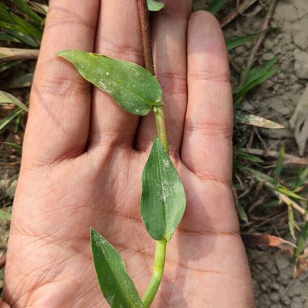 Commelina diffusa Blad