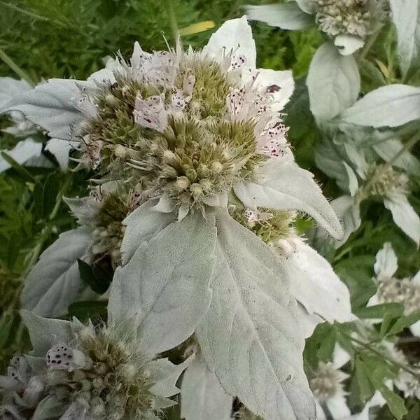 Pycnanthemum incanum Flower