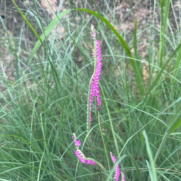 Spiranthes sinensis Flower