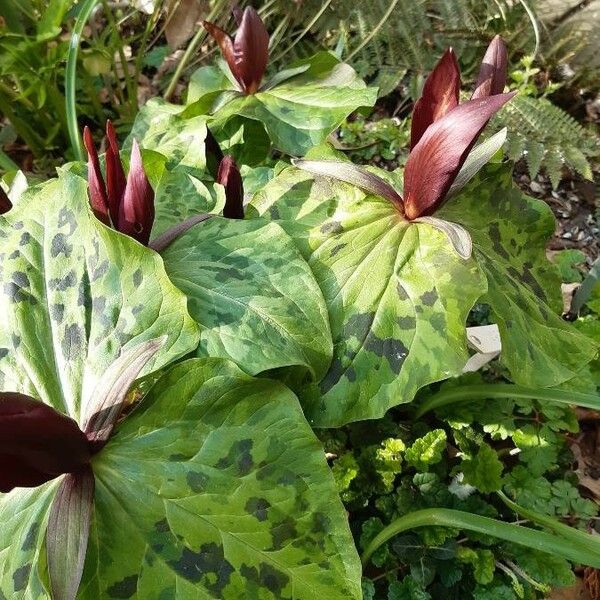 Trillium kurabayashii Flower