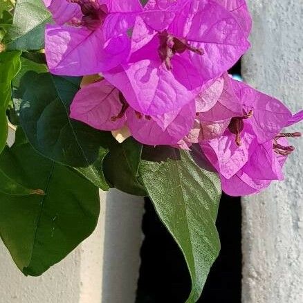 Bougainvillea spectabilis Blüte