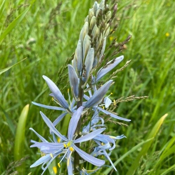 Camassia quamash Flower