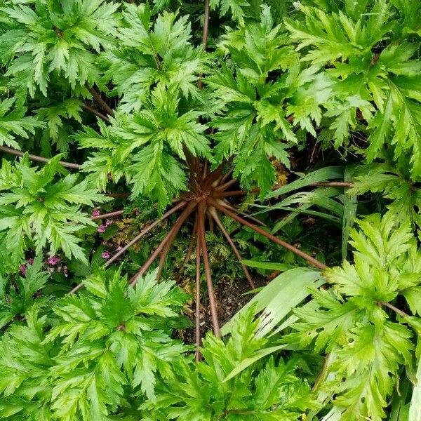 Geranium maderense पत्ता