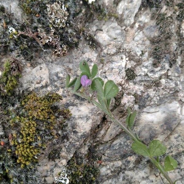 Vicia lathyroides Feuille