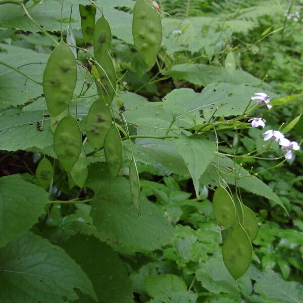 Lunaria rediviva Fruto