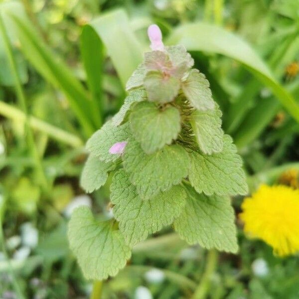 Lunaria annua Liść