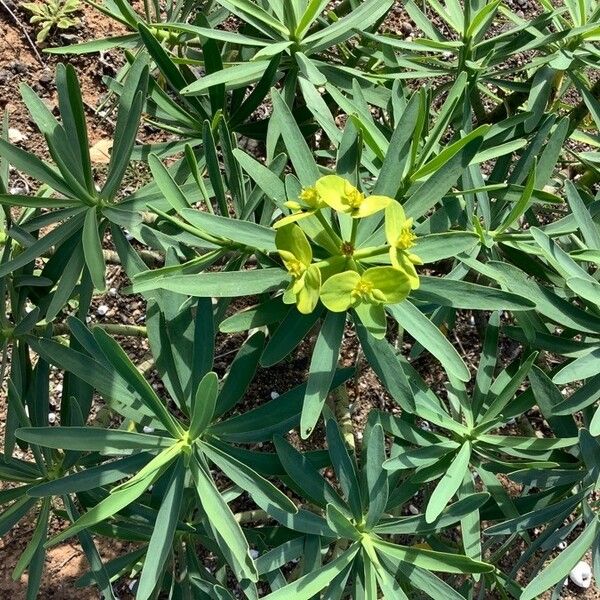 Euphorbia regis-jubae Цветок