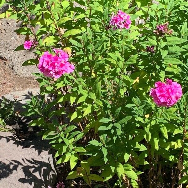 Phlox paniculata Flor