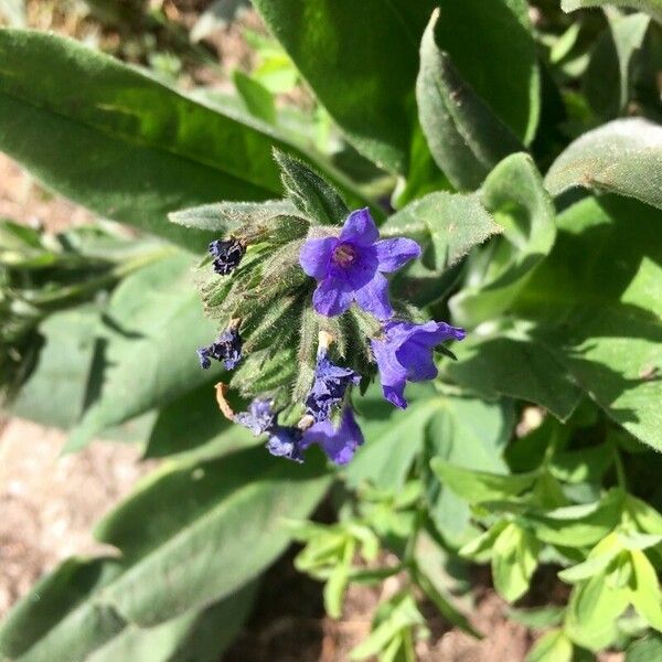 Pulmonaria angustifolia Flower