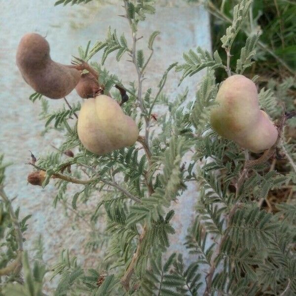 Prosopis farcta Frukto