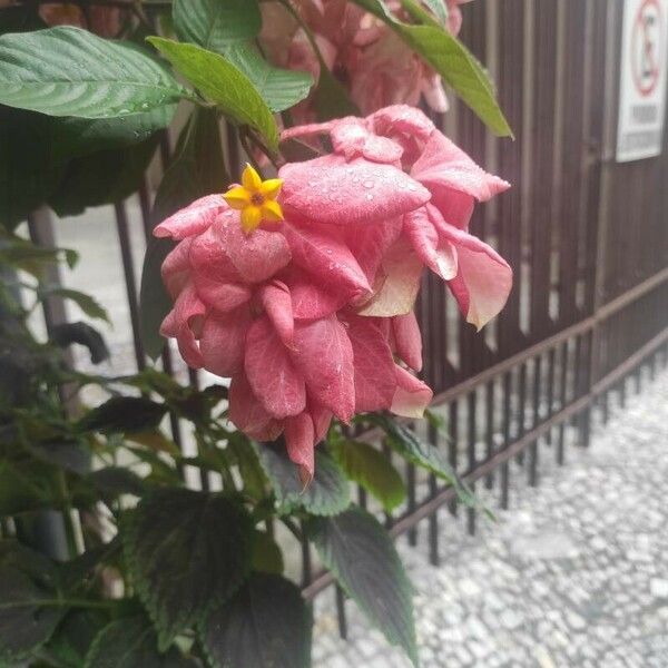 Mussaenda philippica Flower