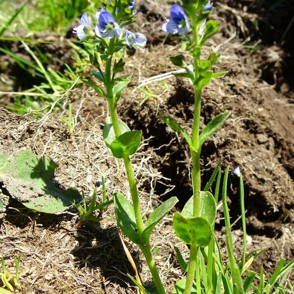 Veronica serpyllifolia Habit