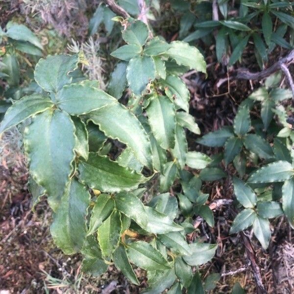 Cistus laurifolius Blad