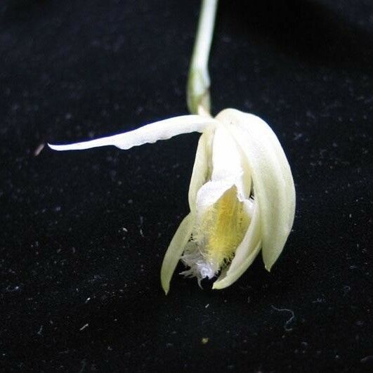 Sobralia fragrans 花