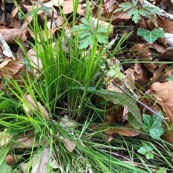 Carex alba Levél