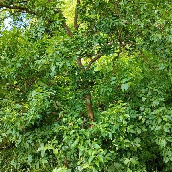 Styrax japonicus عادت