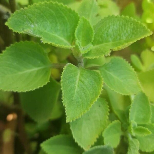 Plectranthus amboinicus Лист