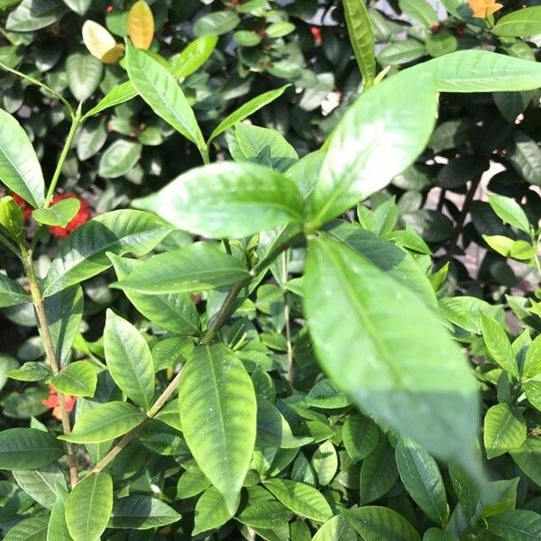 Gardenia taitensis Leaf