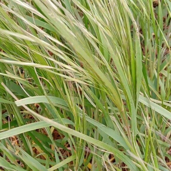 Bromus sterilis Цветок