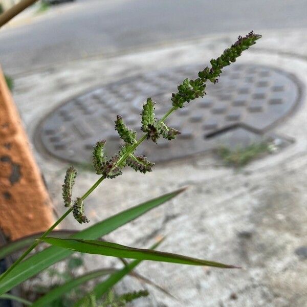 Echinochloa colonum Blomst