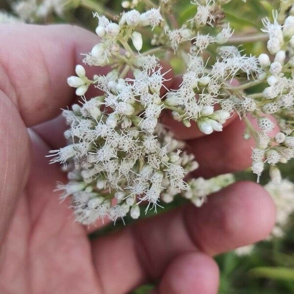 Eupatorium serotinum Blüte