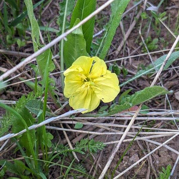 Oenothera triloba Flor