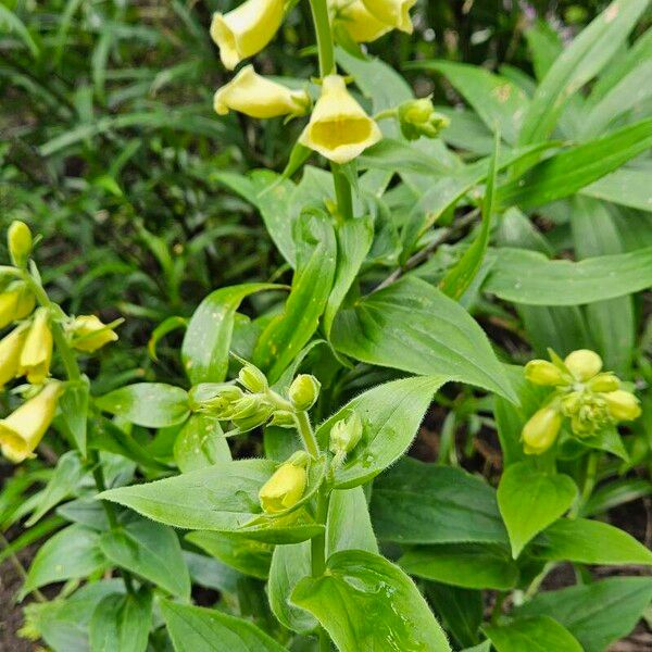 Digitalis grandiflora ᱵᱟᱦᱟ