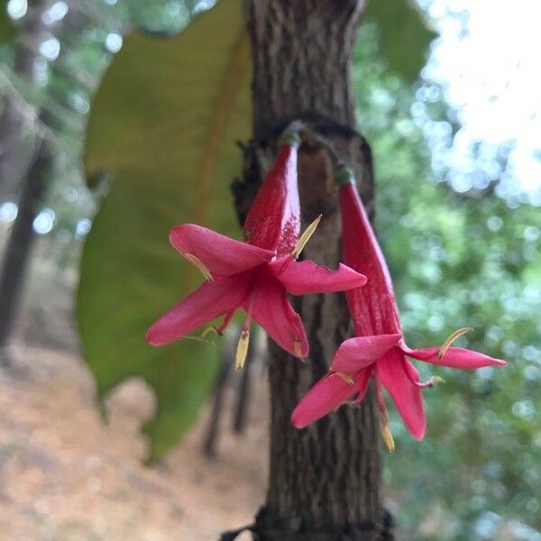 Ixora margaretae Květ