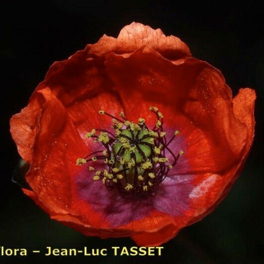 Papaver pinnatifidum Floro