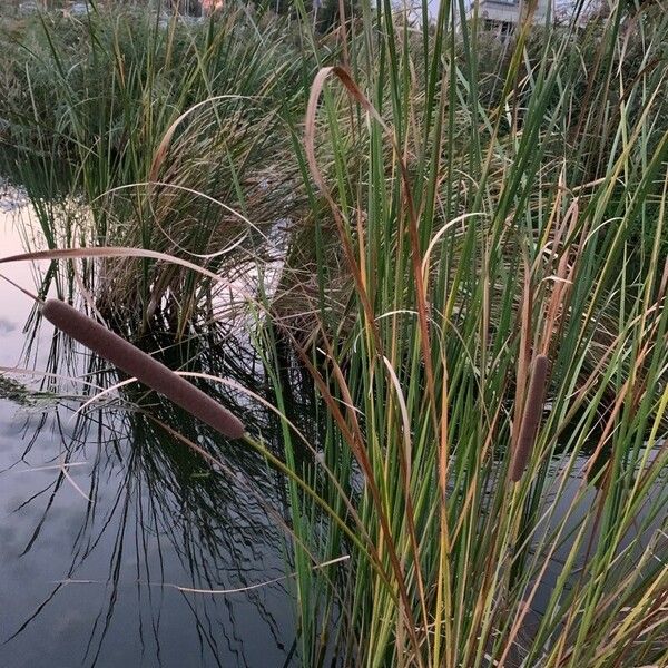 Typha angustifolia Кветка