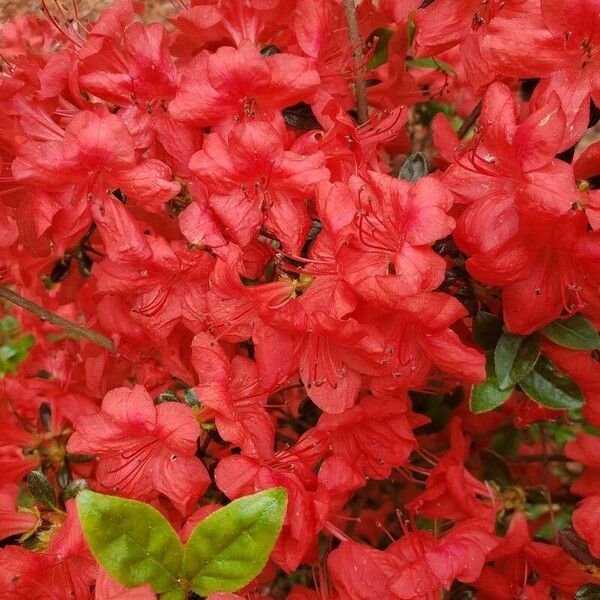 Rhododendron calendulaceum Blüte