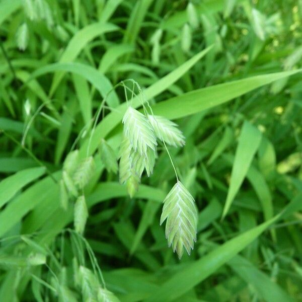 Chasmanthium latifolium Flower