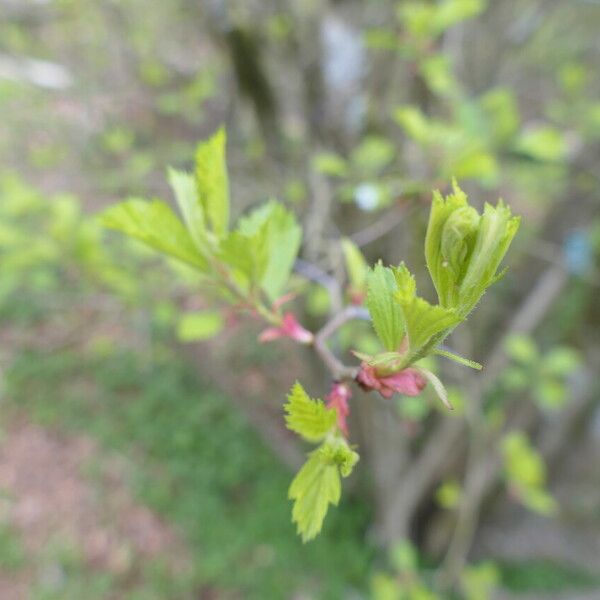 Crataegus douglasii Yaprak