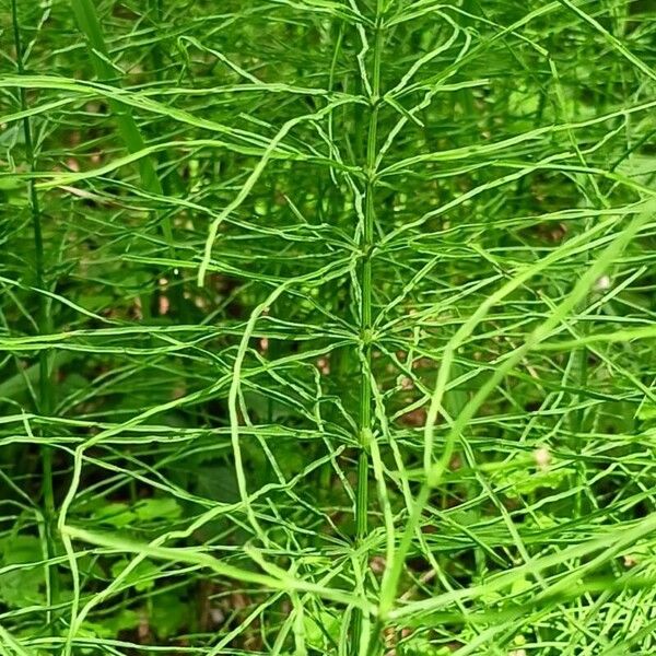 Equisetum sylvaticum Blad