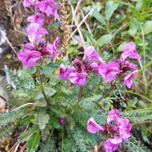 Pedicularis rostratocapitata Flower