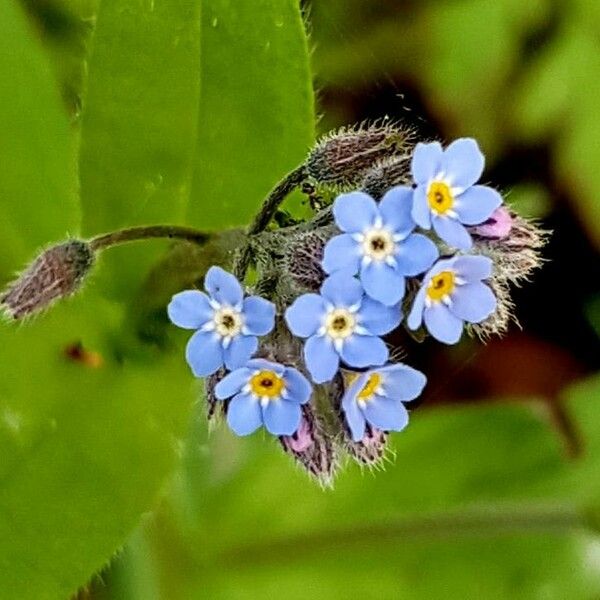 Myosotis arvensis Žiedas