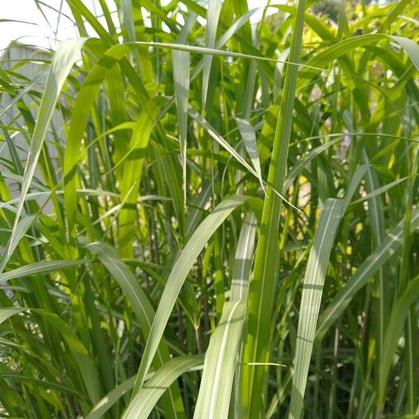 Miscanthus × longiberbis Feuille