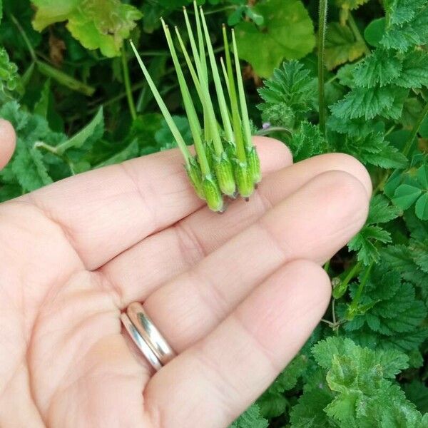 Erodium moschatum 花