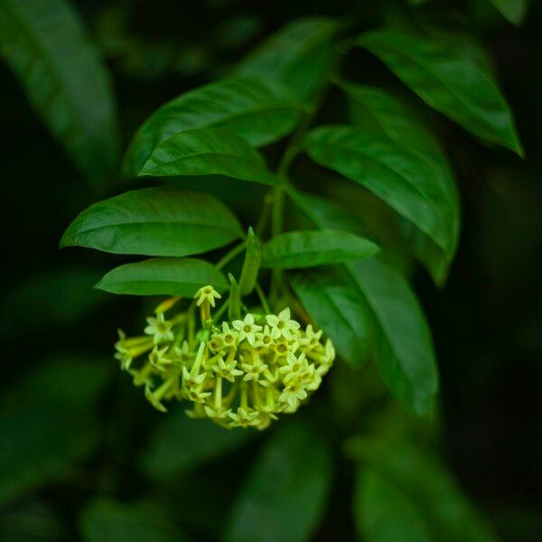 Cestrum nocturnum Кветка