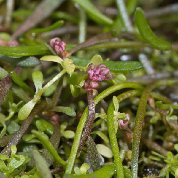 Polygonum plebeium Hábito