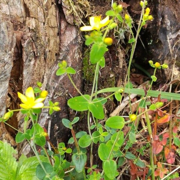 Hypericum pulchrum Leaf