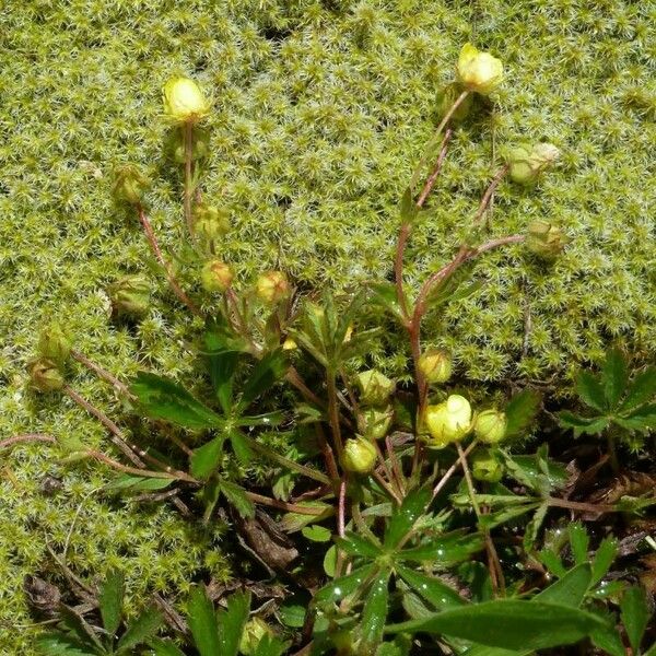 Potentilla crantzii Blodyn